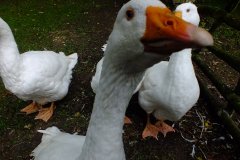 20130908-dscf8192-weald-and-downland-geese