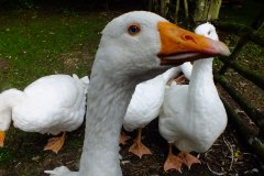 20130908-dscf8193-weald-and-downland-geese