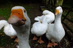 20130908-dscf8194-weald-and-downland-geese