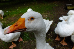 20130908-dscf8195-weald-and-downland-geese