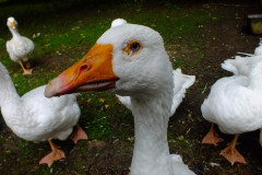 20130908-dscf8196-weald-and-downland-geese