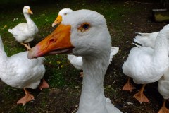 20130908-dscf8197-weald-and-downland-geese