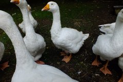 20130908-dscf8198-weald-and-downland-geese