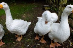 20130908-dscf8199-weald-and-downland-geese