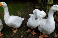 20130908-dscf8200-weald-and-downland-geese