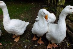 20130908-dscf8201-weald-and-downland-geese