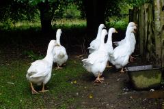 20130908-dscf8202-weald-and-downland-geese