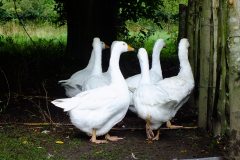 20130908-dscf8203-weald-and-downland-geese