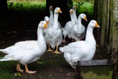 20130908-dscf8205-weald-and-downland-geese