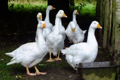 20130908-dscf8206-weald-and-downland-geese