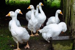 20130908-dscf8207-weald-and-downland-geese