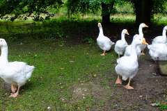 20130908-dscf8208-weald-and-downland-geese