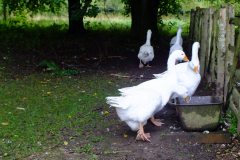 20130908-dscf8210-weald-and-downland-geese