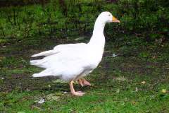 20130908-dscf8211-weald-and-downland-geese