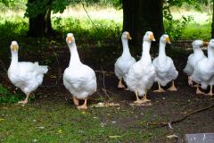 20130908-dscf8212-weald-and-downland-geese