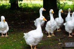 20130908-dscf8213-weald-and-downland-geese