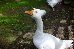 20130908-dscf8214-weald-and-downland-geese