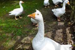 20130908-dscf8215-weald-and-downland-geese