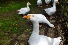 20130908-dscf8217-weald-and-downland-geese