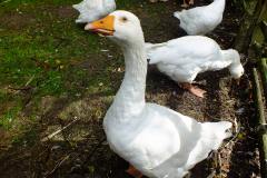 20130908-dscf8218-weald-and-downland-geese