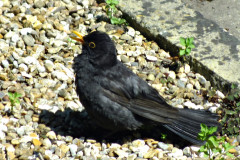 20140609_dscf1057_limpy_blackbird