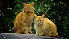2015-09-03 The LOL-Cats