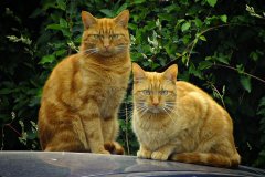 2015-09-03 The LOL-Cats