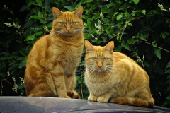 20150903-dscf8215-not-lolcats-16-9