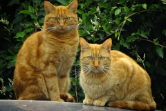 20150903-dscf8215-not-lolcats-4-3