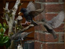 2016-05-30 Starlings from my studio window with recently-rebuilt Tamron 80-210mm MF lens