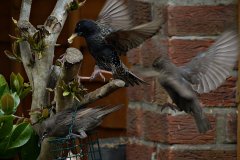 2016-05-30 Starlings from my studio window with recently-rebuilt Tamron 80-210mm MF lens