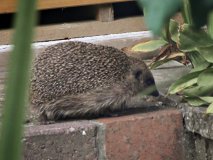 2016-09-24 Hedghog in the garden