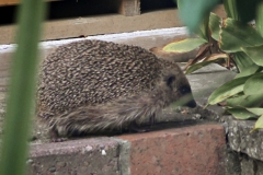 20160904-p1700044-hedgehog