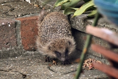 20160904-p1700050-hedgehog