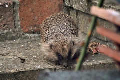20160904-p1700051-hedgehog