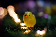 20170419-p1910139-easter-display