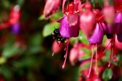 20170722-p1950458-bumblebee-fuchsia