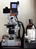 2017-07-28 Nematodes microscopy