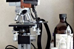 2017-07-28 Nematodes microscopy