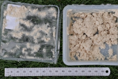 20170728-p1950512-nematodes-packet