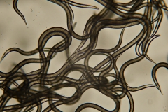 20170728-p1950521-nematodes-10x-side1-2mm