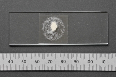 20170728-p1950539-nematodes-microscope-slide