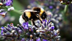 2017-07-30 Bumblebees