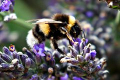 2017-07-30 Bumblebees