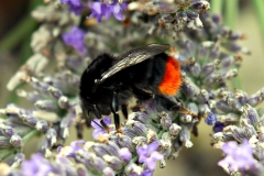 20170730-p1950584-bumblebee