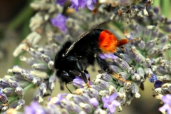 20170730-p1950585-bumblebee