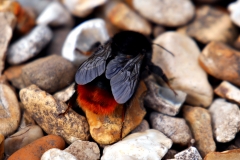 20170730-p1950608-bumblebee