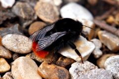 20170730-p1950613-bumblebee
