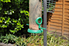 20190523-p2310314-starling-trapped-in-bird-feeder