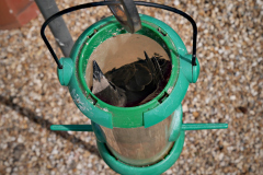 20190523-p2310319-starling-trapped-in-bird-feeder